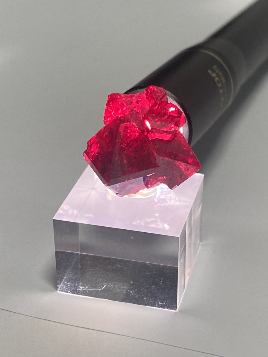 真っ赤に透けるコンゴキュプ最高