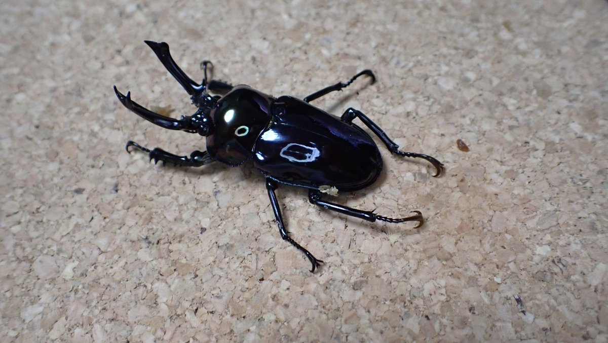 虎次郎🐯＆ちゃちゃまる❤️＆らんまる☯＆(ワイ) (@RYO_AZUMA_Pink4