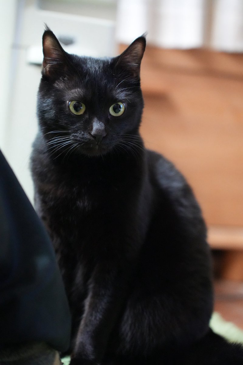 黒猫　38 耳ピンとして格好良い #猫 #黒猫 #blackcat