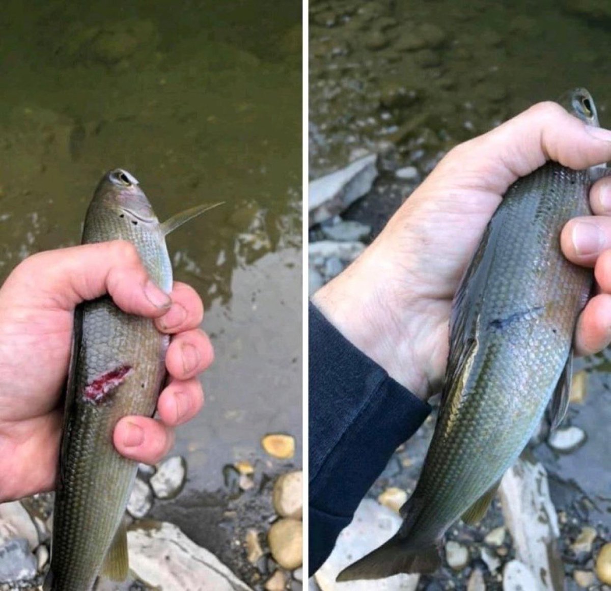 ilylumii's tweet image. This person caught the same fish a month and a half later.