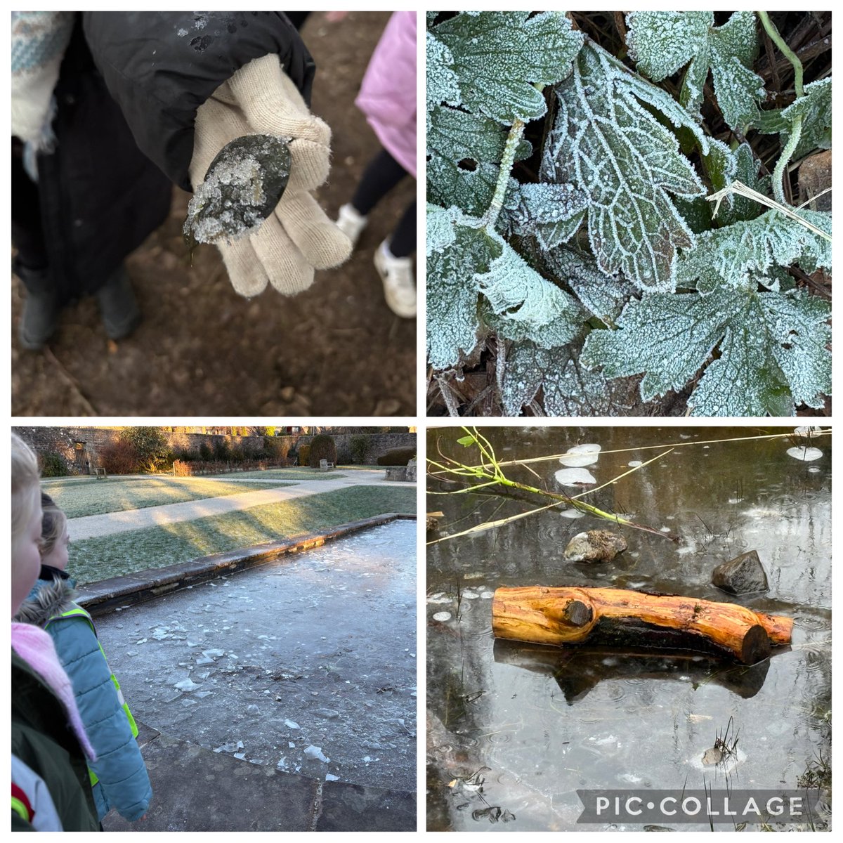 HermitagePrim's tweet photo. A chilly start to the term, but we didn’t let the frost stop us! ❄️ We wrapped up warm and headed out to look for signs of winter. We brought some treasures back to make frozen sun catchers. 🧊✨ A magical first week back! 🧤🧣 #SchoolLife #WinterLearning #Outdoorlearning https://t.co/pYudIDjO0a