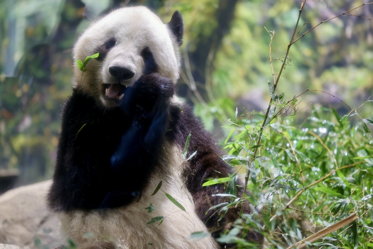 🌱笹がついたままのかわいいシャオくん☺️#ジャイアントパンダ　#パンダ　#上野動物園  #シャオシャオ