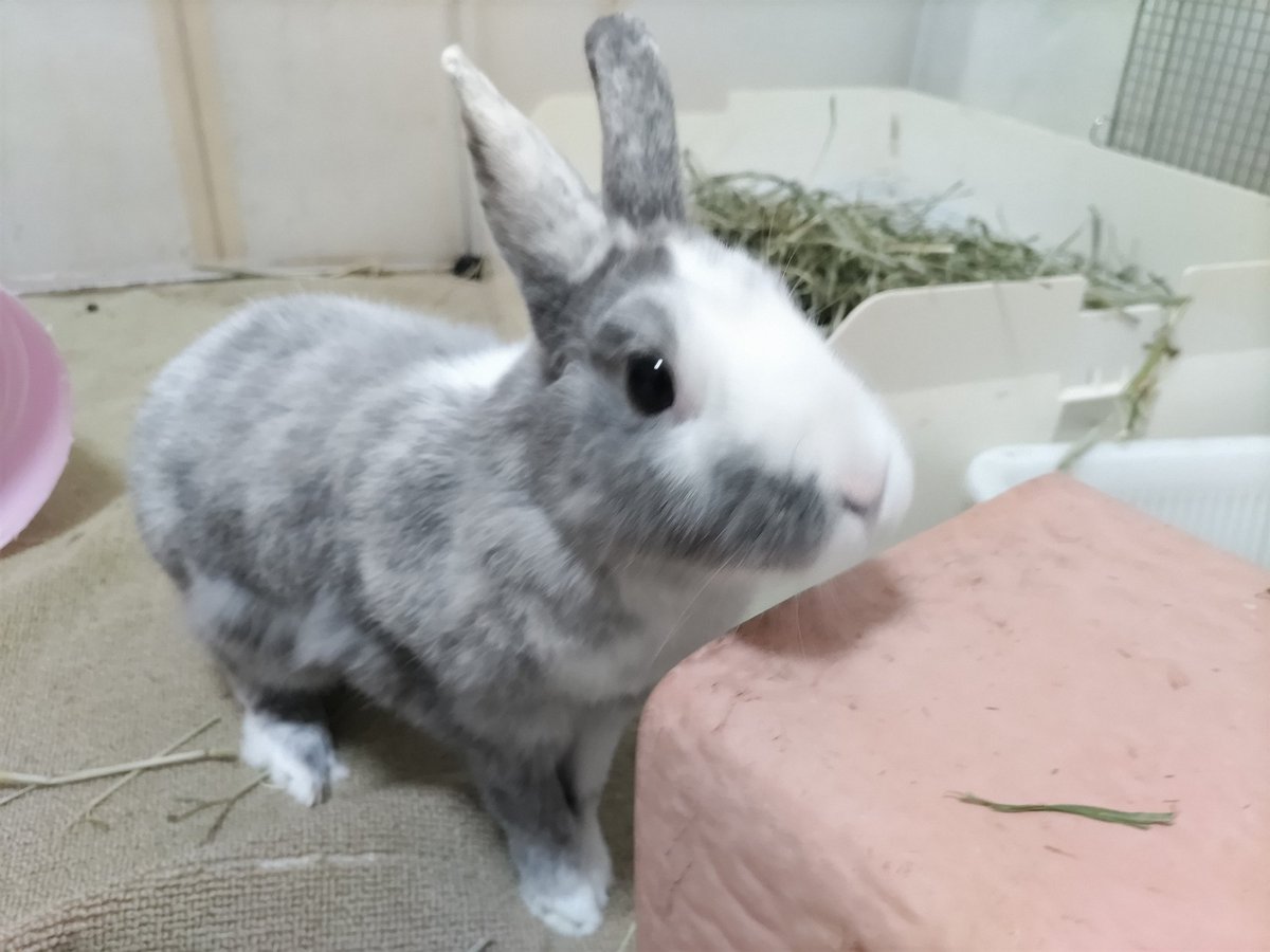 ran0317pa's tweet photo. 換毛がやってきました！
ぽんぽん痛くならないようにしないとね💦

🐰＜ブラッシング苦手なの〜

 #fortheRABBIT   #保護うさぎ  #里親募集中  #部屋んぽ大好き  #ほほさん https://t.co/AHtSLEM07f