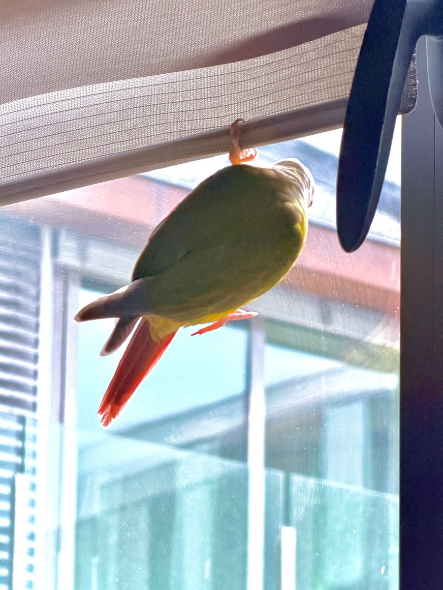 MRexech's tweet image. Tengo un pájaro cotilla….le encanta colgarse para mirar afuera…
La question es tener el barrio vigilado