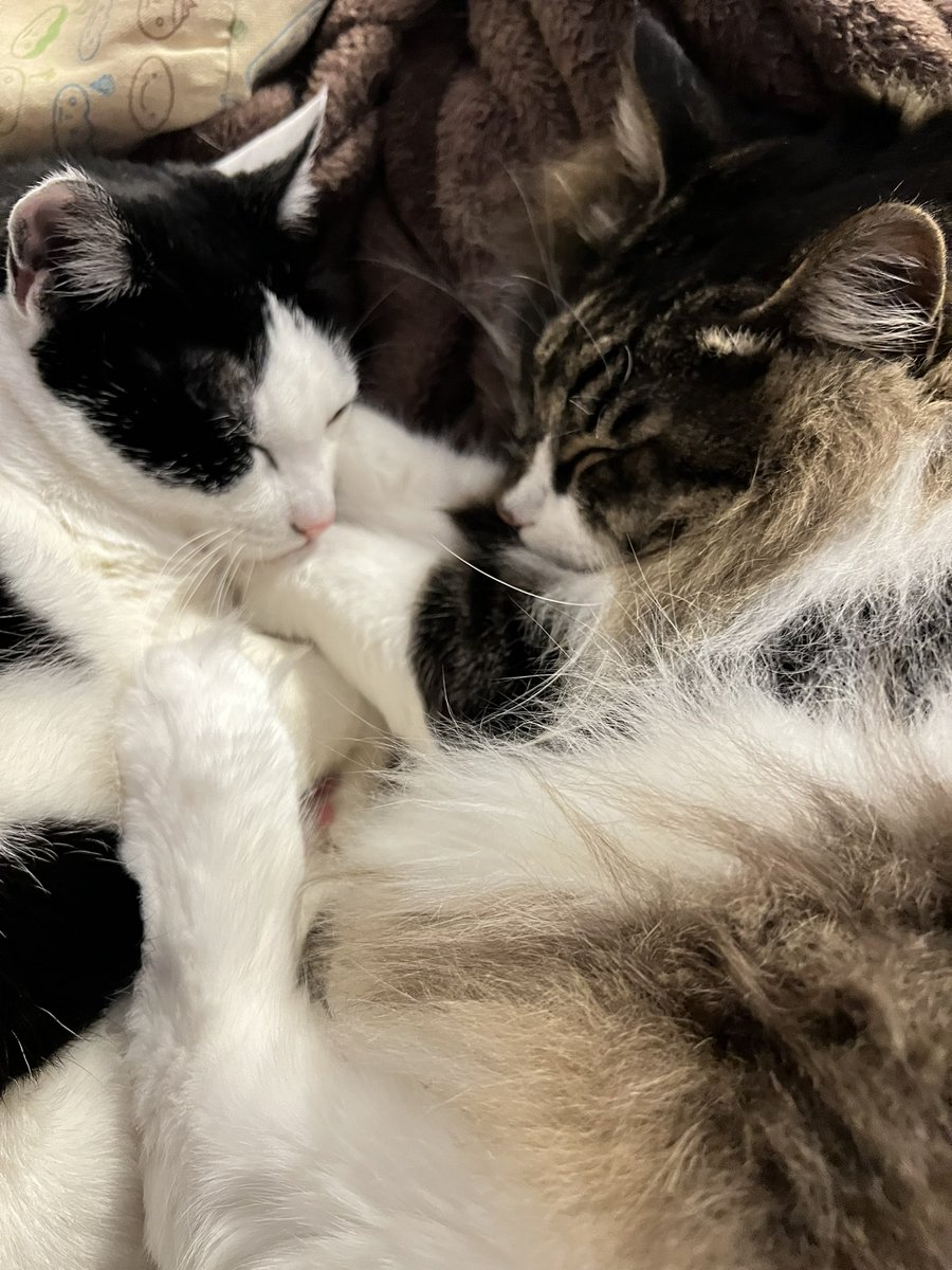 このところ寝込んでばかりだったので
おいもがいない隙に寝床奪われました。

けど、どかせないよね幸せそうだから。