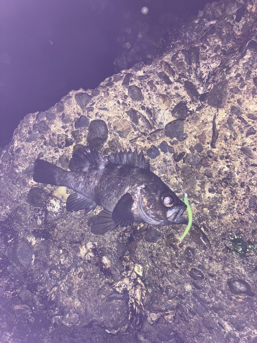 ライ　lie tweet media