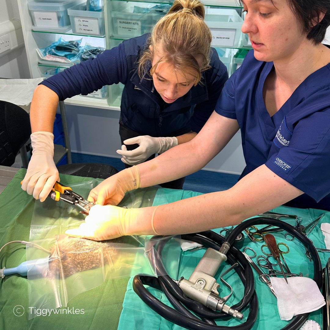 TiggywinklesUK's tweet image. 🦔🩺 Each year, we welcome @UniofNottingham student vets for 2-week placements. They get hands-on experience caring for wildlife – like helping out with hedgehog operations! 💚🌿 Learning, caring, and making a difference!  #WildlifeEducation #FutureVets