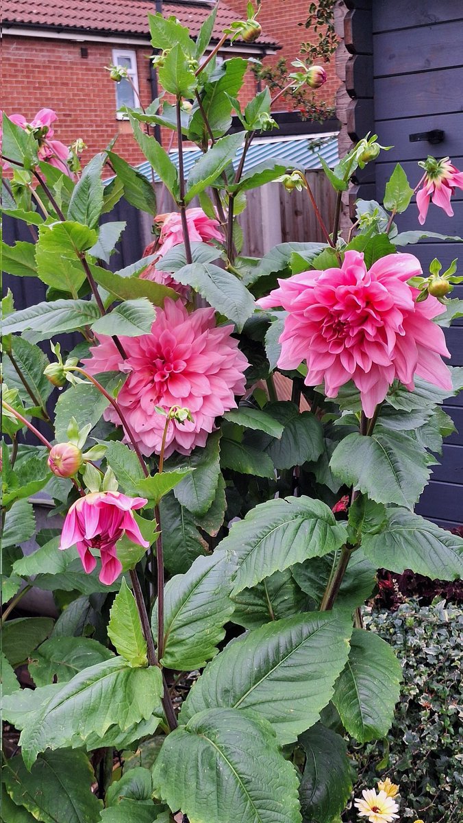 sianrobinson101's tweet photo. The ground here has thaw 👍
Dug up Dahlia Otto's Thrill 🩷
Tubers are good 👍 drying in the greenhouse.  #fourthyear https://t.co/ch0WertJp0
