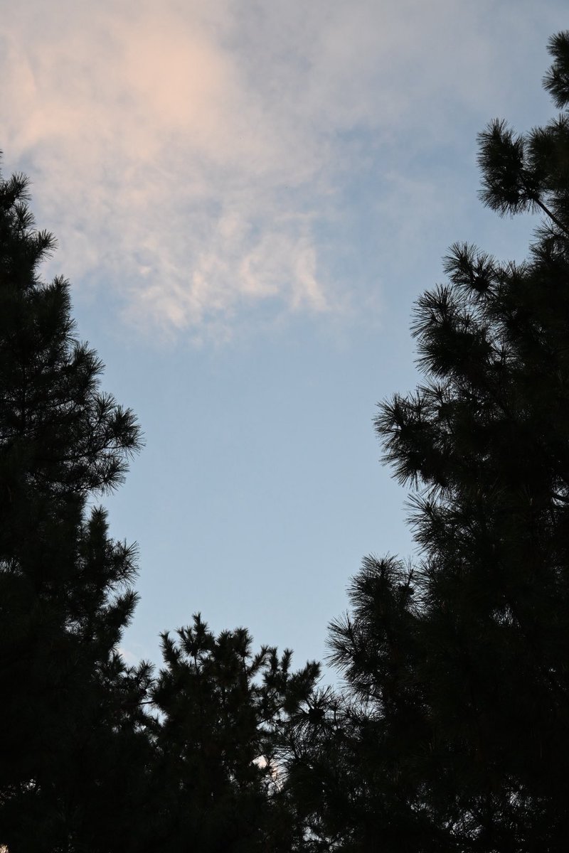 88junray's tweet image. 下鴨神社初詣帰りの御所