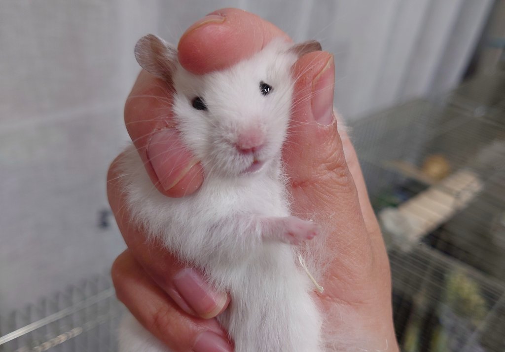 柴犬みたいで可愛いロボロフスキーハムスター、長毛ハムスターもおります。現在長毛はサテンでシロクマ、ほうじ茶ラテみたいな色をした子がいます(♂です)
#ハムスター
#長毛ハムスター
#ロングヘアハムスター