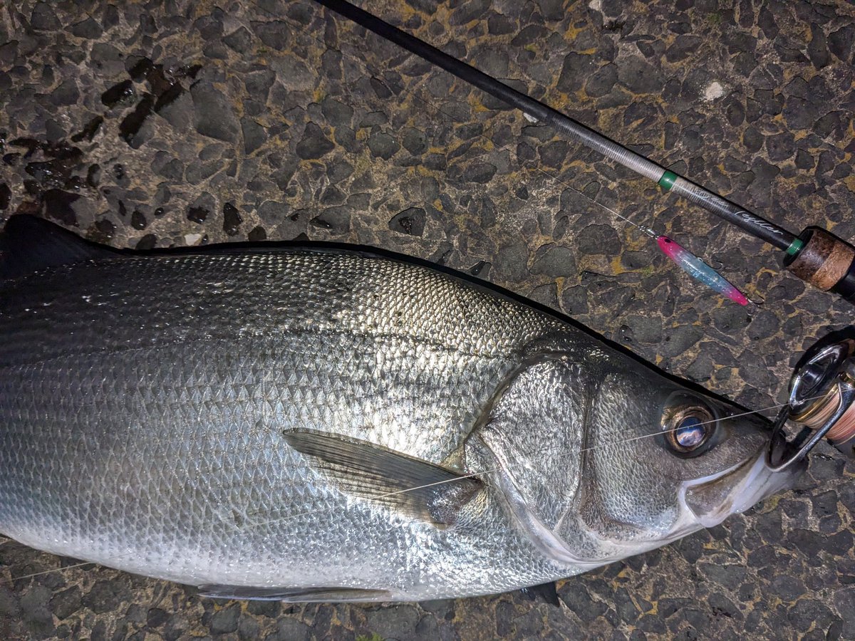 t733523177265's tweet image. 今年も楽しい大人の冬休みでした。
最終日には70オーバー（手尺）のヒラスズキも。
過去一見事な体型。
そして、「プラッギングするならビーテスラー」を改めて実感。
キャストフィール、ルアーへのアクション入れ、フッキング、取り込み等、全て完璧。
しかし、よく獲れました。
・ビーテスラー