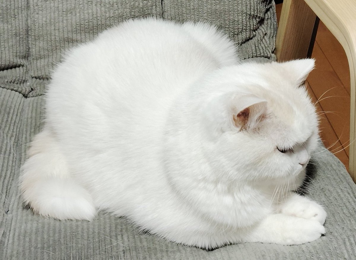 福ちゃん (@fukuchanwhite) on X