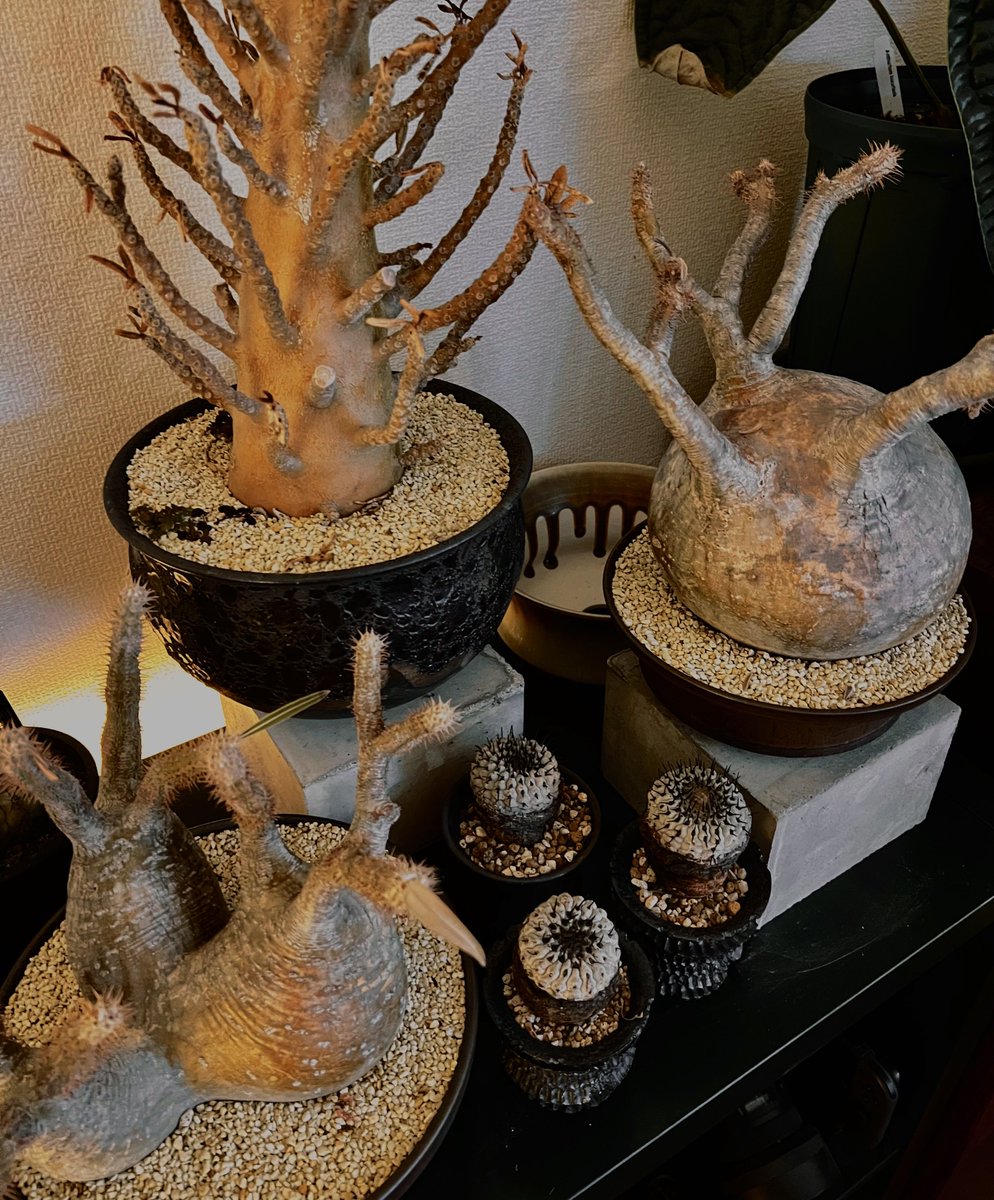 昨日まで外で放置してたとは言えない