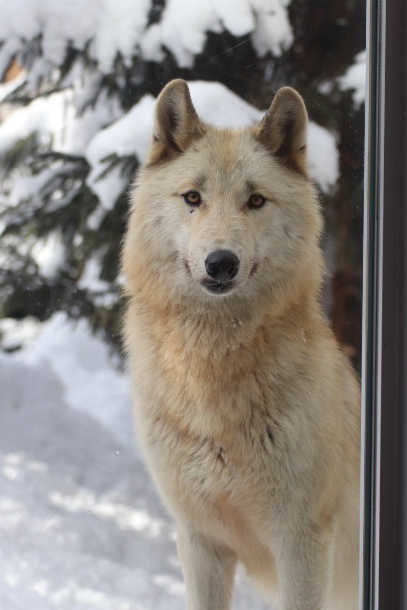 wolfmuzzle11's tweet image. #TLにおおかみのドアップ画像をあげて人々を幸せにしよう計画