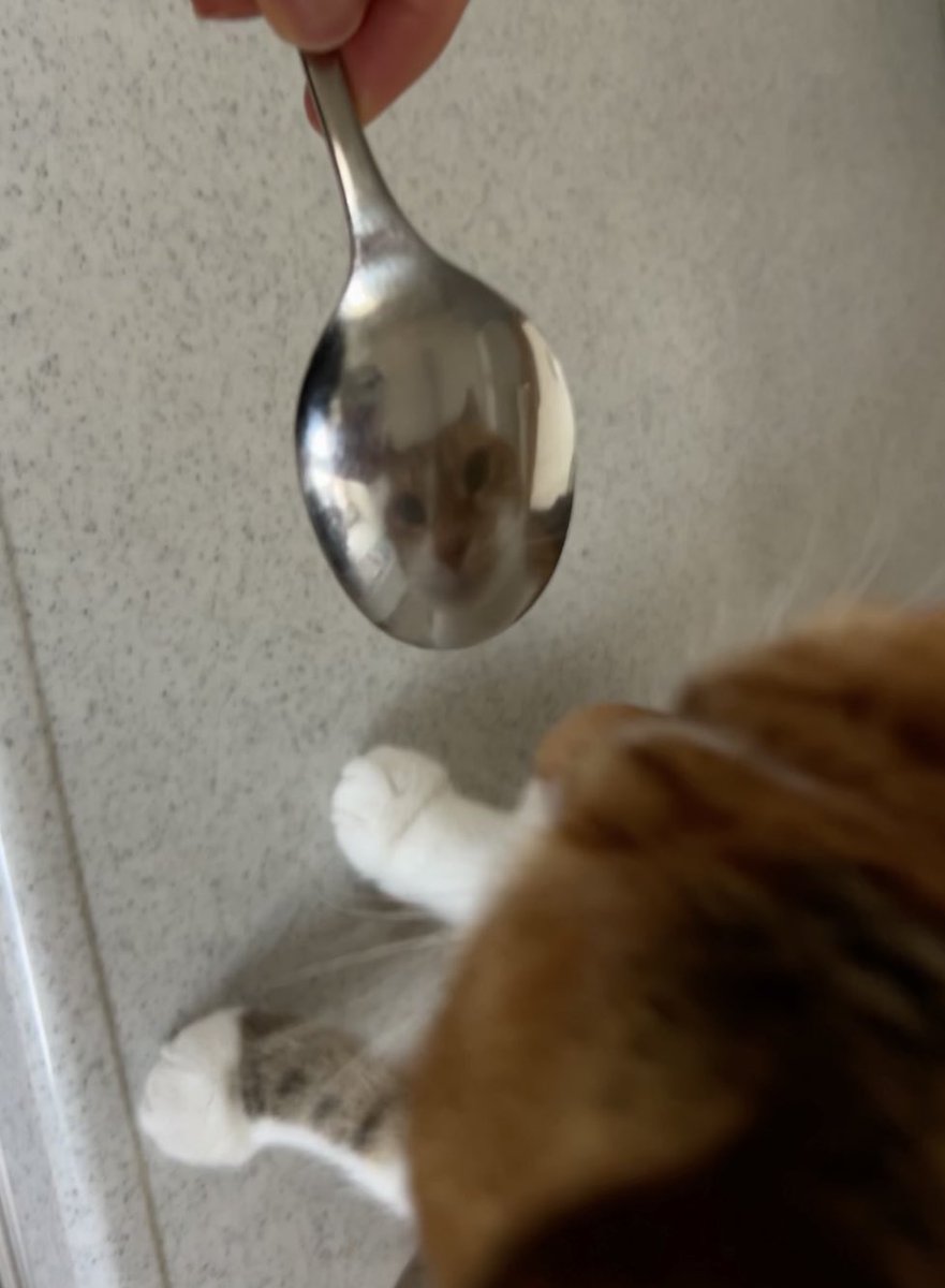 cchcchai's tweet image. 