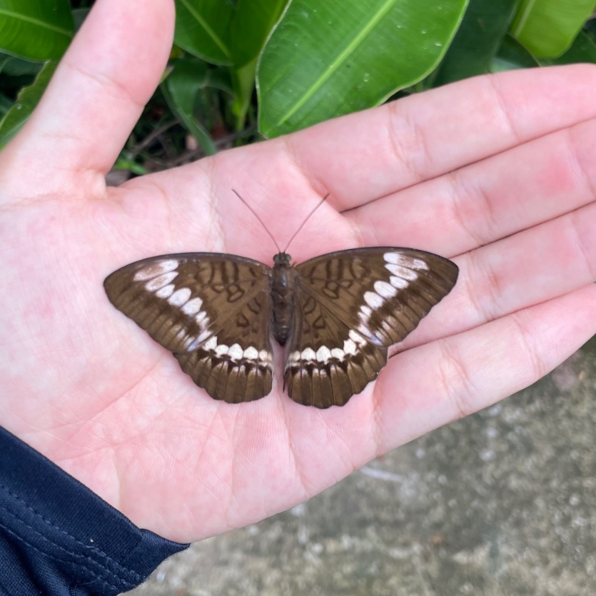 インドネシアのイナヅマ系？
飛び方はゆっくりなもののかなり警戒心が高く、生い茂ってる中を飛ぶためかなり捕まえるのは大変だった