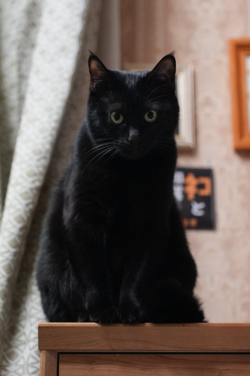 黒猫つくねちゃん太しっぽ (@oreo_blackcat) / Posts / X