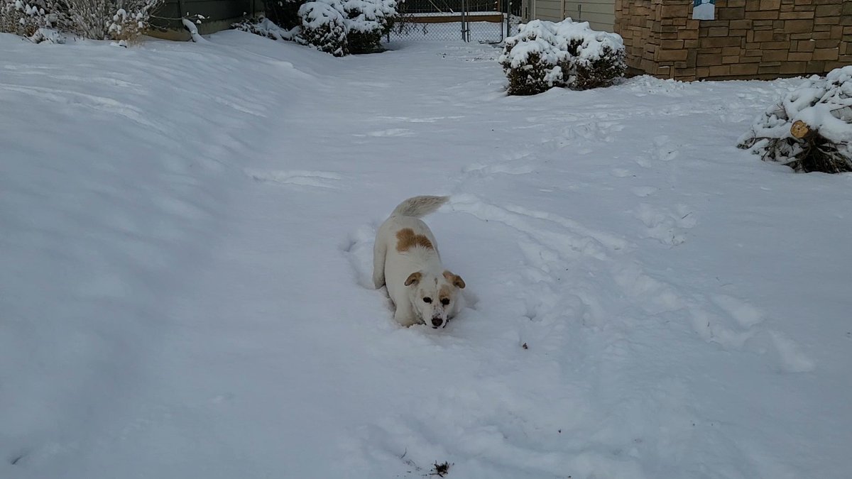 A lovely 5 inches to play in!! #denverwx #cowx