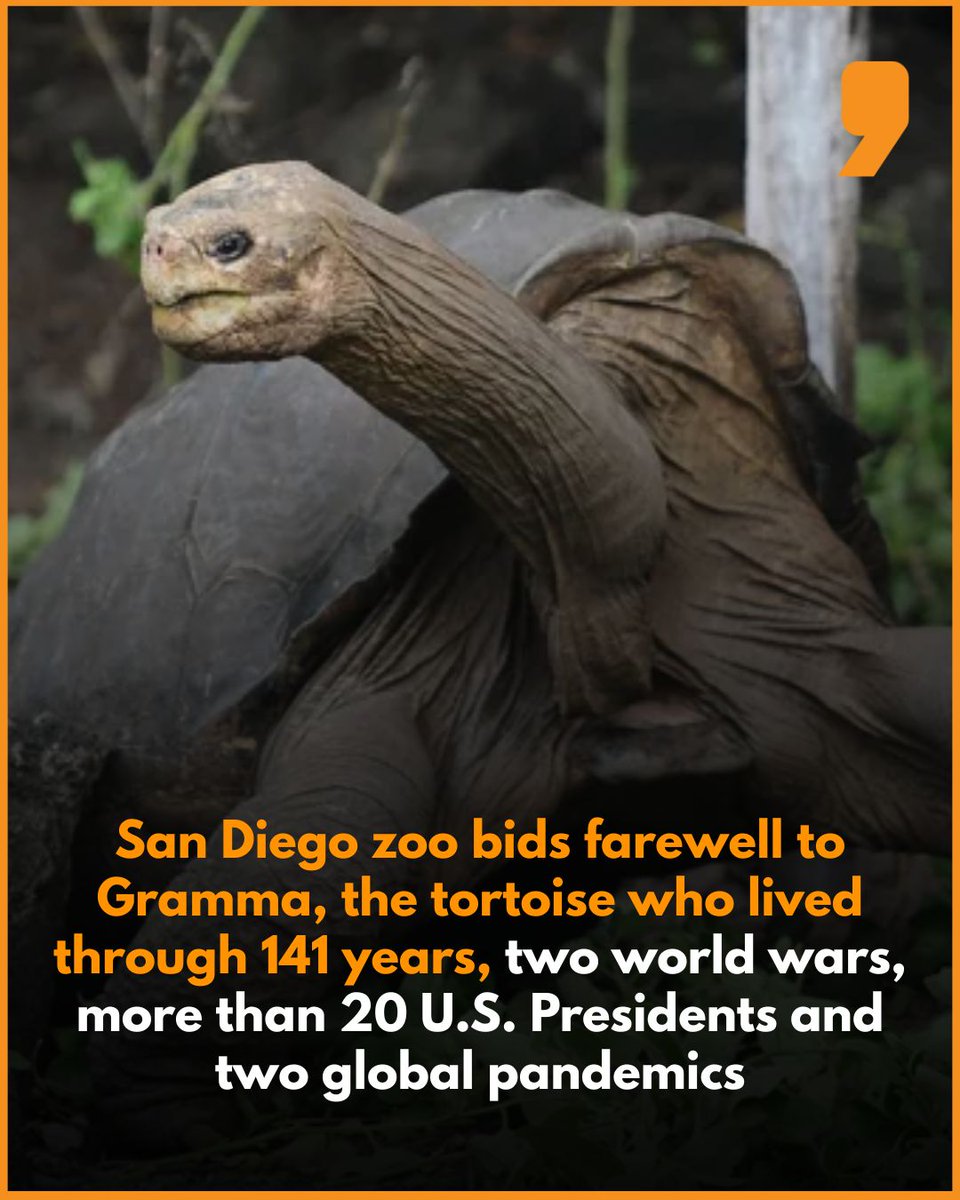 News9Tweets's tweet photo. The #SanDiego Zoo has announced the death of #Gramma, a Galápagos #tortoise believed to be around 141 years old, making her one of the oldest known tortoises in captivity. Born in the Galápagos Islands in the 1880s, Gramma arrived at the zoo in the late 1920s and became a beloved fixture over nearly a century. 

Zoo officials said she was humanely euthanised in November 2025 due to severe age-related health issues. Known as the “Queen of the Zoo,” Gramma outlived two world wars, more than 20 U.S. presidents and two global pandemics, and played a key role in raising awareness about the conservation of the endangered species.