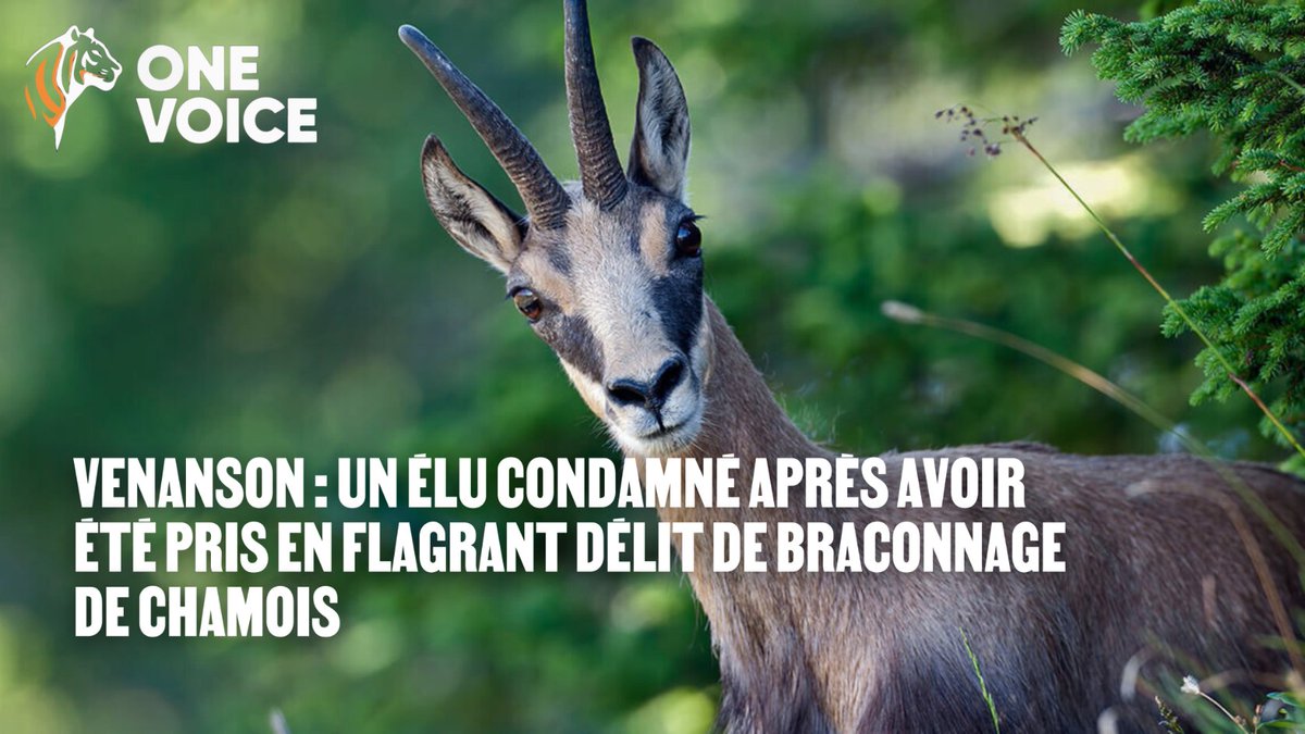 Le 5 janvier : 3 chasseurs, dont un élu, ont été reconnus coupables de braconnage à Venanson.
Amendes, suspensions de permis, arme confisquée.
Des peines faibles au regard de la gravité des faits, mais une chose est claire : le braconnage est un délit et la loi vaut pour tous. ✊