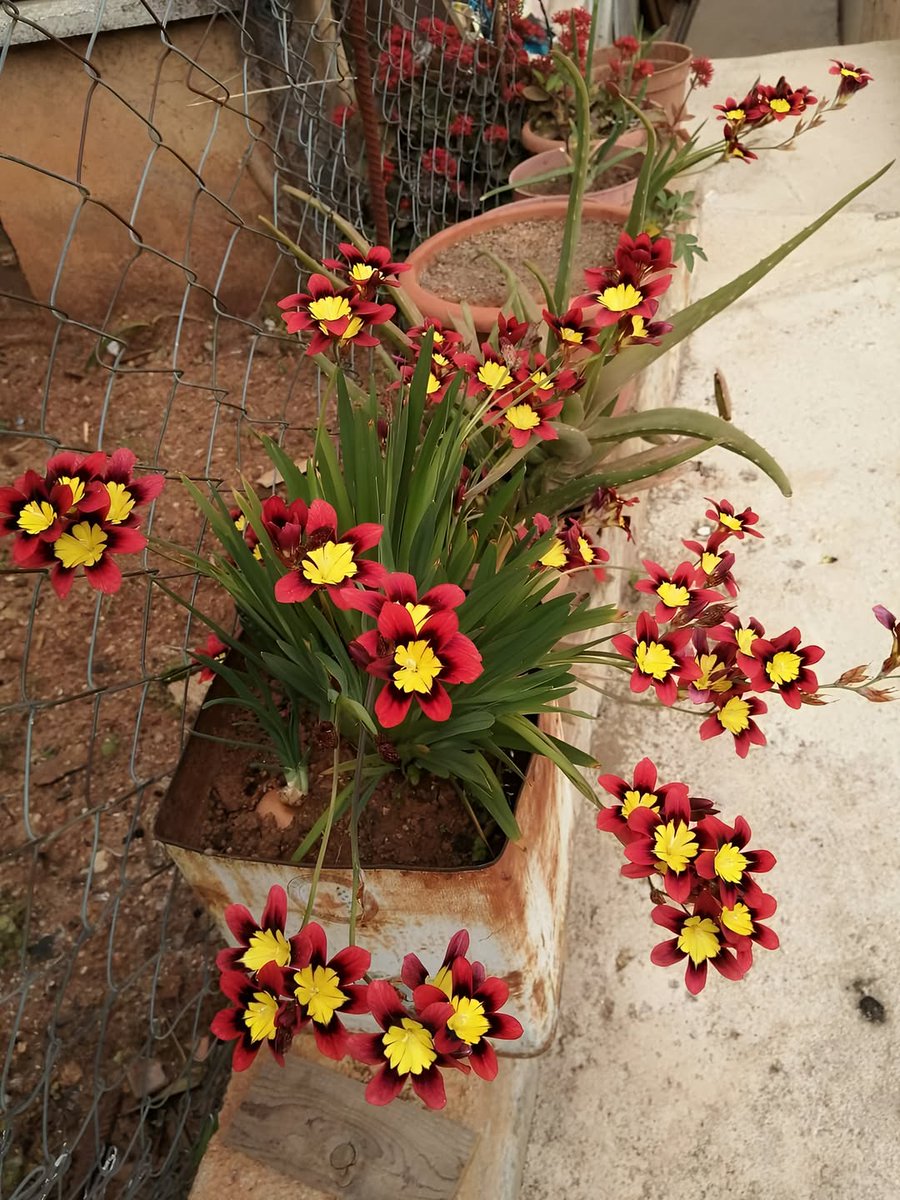 mireya starkenberg tweet media