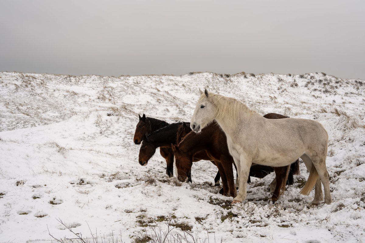 FerdyHoutstra's tweet photo. Op Terschelling ook eindelijk een witte wereld, en harde oosten wind! #Terschelling #sneeuw #codeoranje https://t.co/ClokyoRRHl