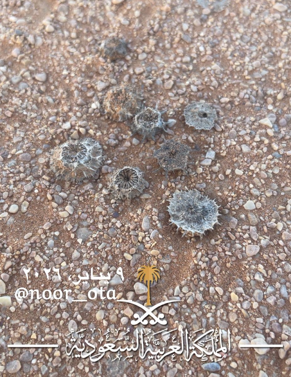 أمي تقول اللي تعرف اسم الشوك 
ذا لها هديه ..🎁

اللي يعرف اسمه يغششني ؟😂

تصويري الآن