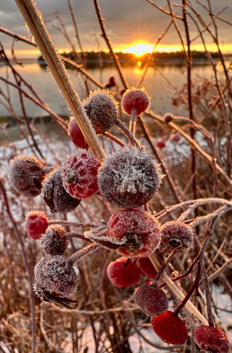 Wonder Pixels tweet media