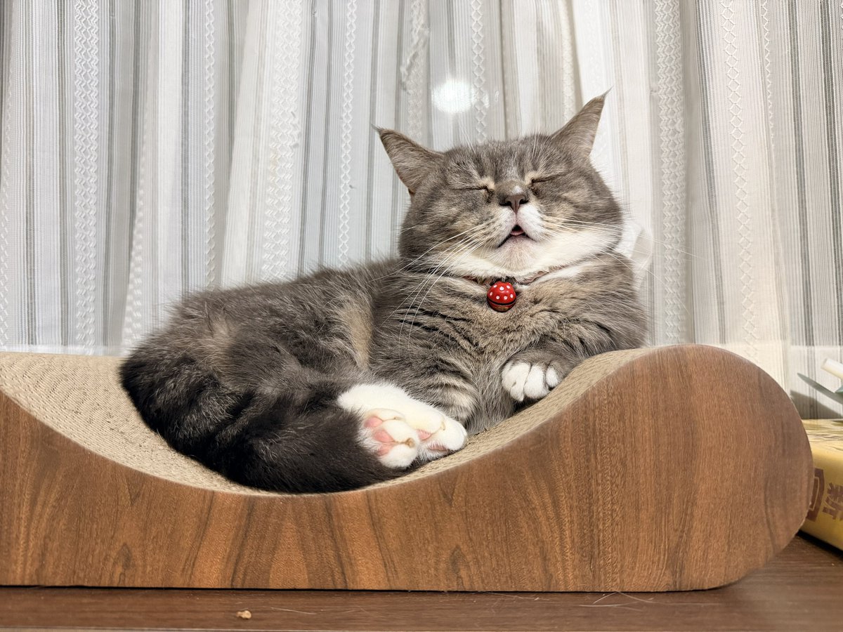 🐾ラム@極短マンチカン🐾 (@ram20210716) / Posts / X