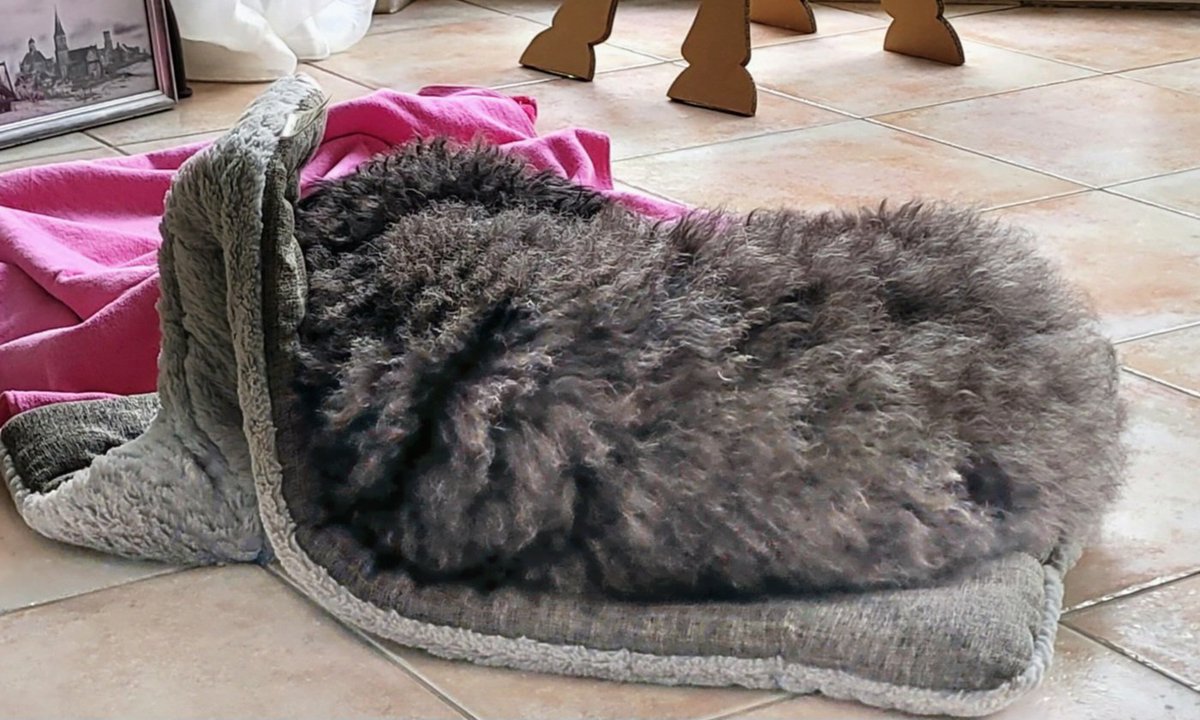 Bereit zum Mittagsschlaf, Wand hält. Alles muss man selbst machen.🐕‍🦺