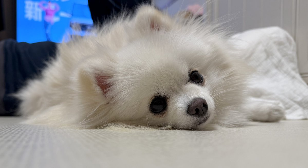 ゴールデンウィークに関東のポメフェス！
いつか関東の方も行きたいと思ってたけど連休やしチャンス⁉︎
👨🏻に相談したら、ましゅいつも車でしか移動してないし無理じゃない？って🥺
今から近場で電車練習しても無理かな〜🥺悩み🥺