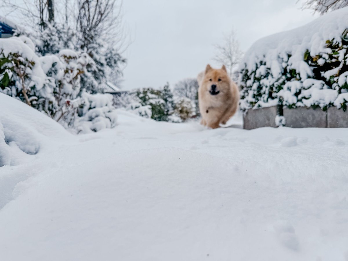 He‘s loving this weather :D 

#eurasier #dog #winter
