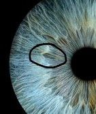 The Primal Diet by Aajonus Vonderplanitz tweet media