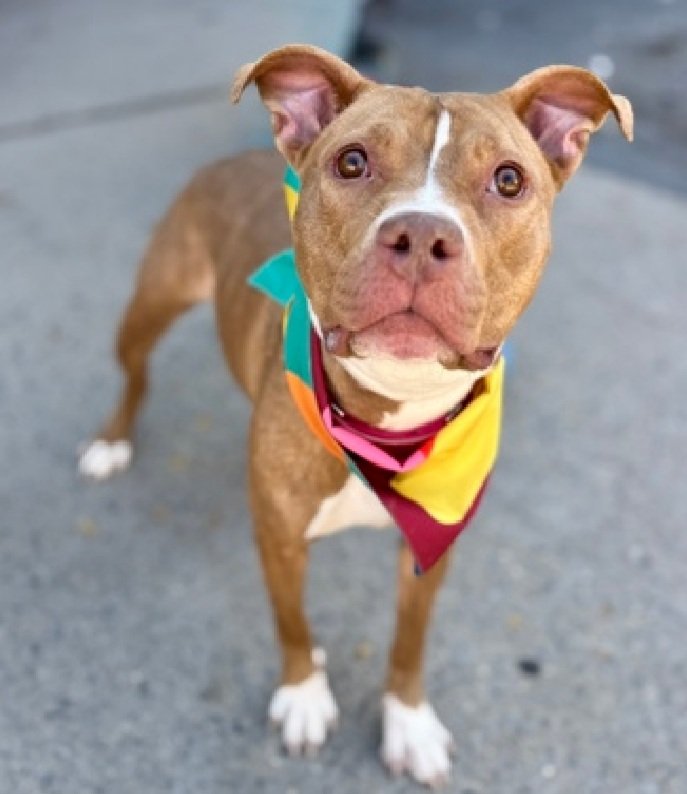 Lucy 238607
Relisted TBK 1/10
#NYCACC #AdoptMe 
She is a pretty 3 yr old
A gentle soul
Responds well to training
Loves high places
Help save Lucy!
nycacc.app/browse/238607
#Pledge4Rescue #foster #adopt