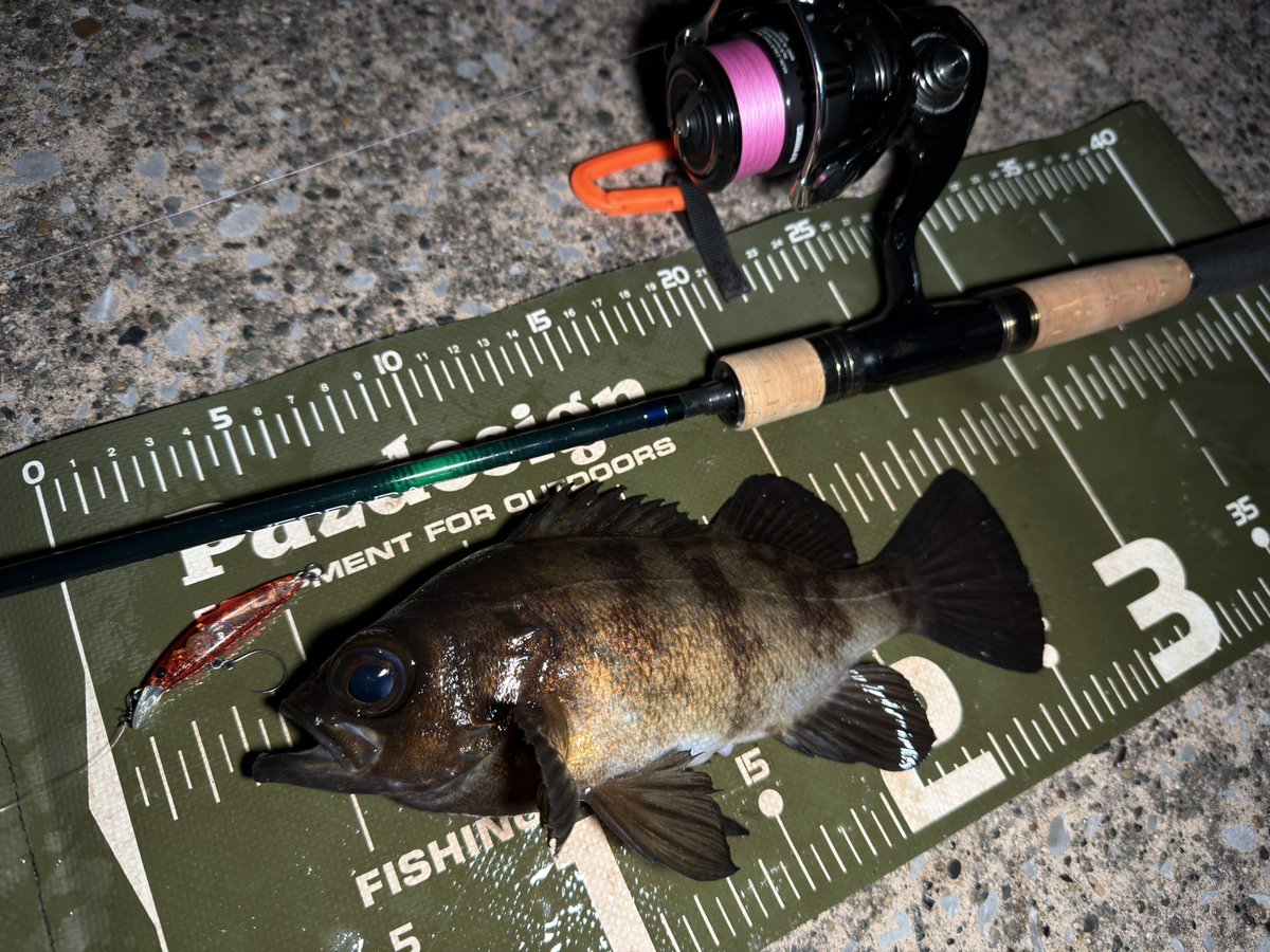 yassmatsumoto's tweet image. 好調好調(＾ω＾)

ちょんちょんトゥイッチからのロングステイが今日の勝ちパターン♪♪

#INXlabel 
#VESPADA
#24セルテートfclt2000pslpw
#ドーバー46ss 
#Sacanaフック