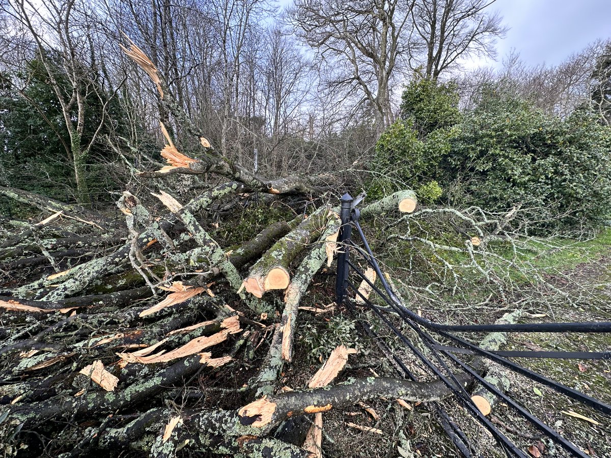 Tregothnan tweet media