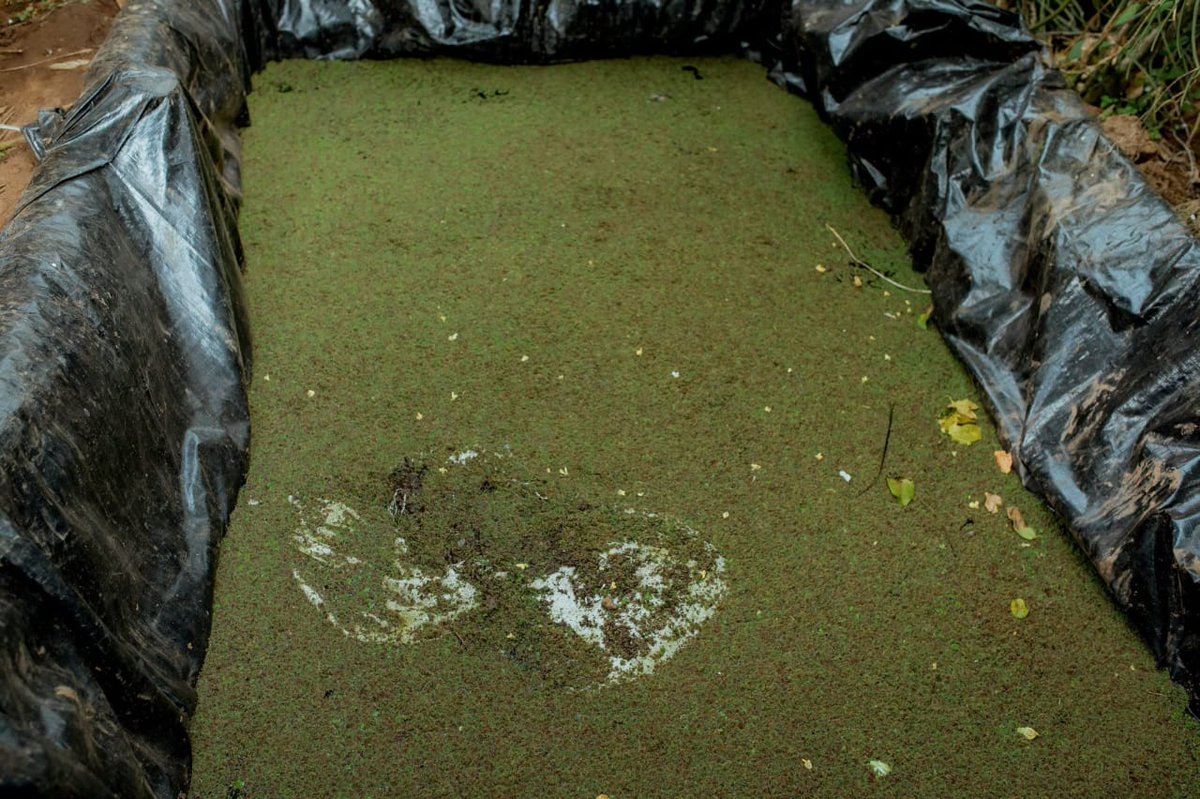 Small-scale farmers in Rwanda’s Burera District are cutting feed costs and boosting productivity through locally driven innovation.
In Gahunga Sector, members of the Dufatanye Twiyubaka group say training supported by PRISM has enabled them to produce protein-rich feed using