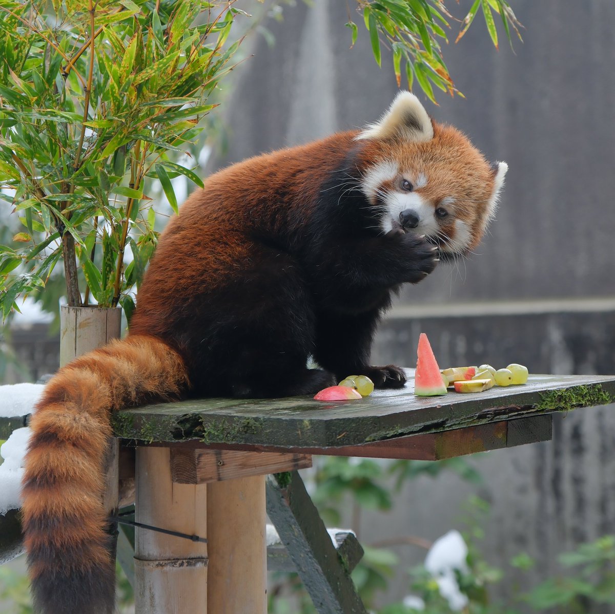 レッサーパンダのキュンポイント リンゴ持ってるグーのオテテが 最後の
