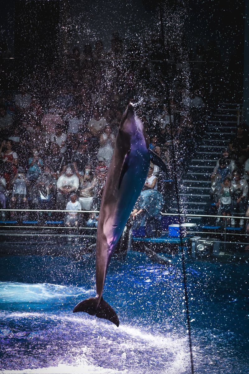 インテリア写真 イルカショー 去年1度だけ行った昼間のイルカショーの写真見返してたんだけど我