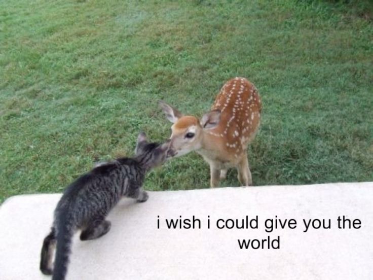 ipostdeer's tweet image. 2 cats kissing