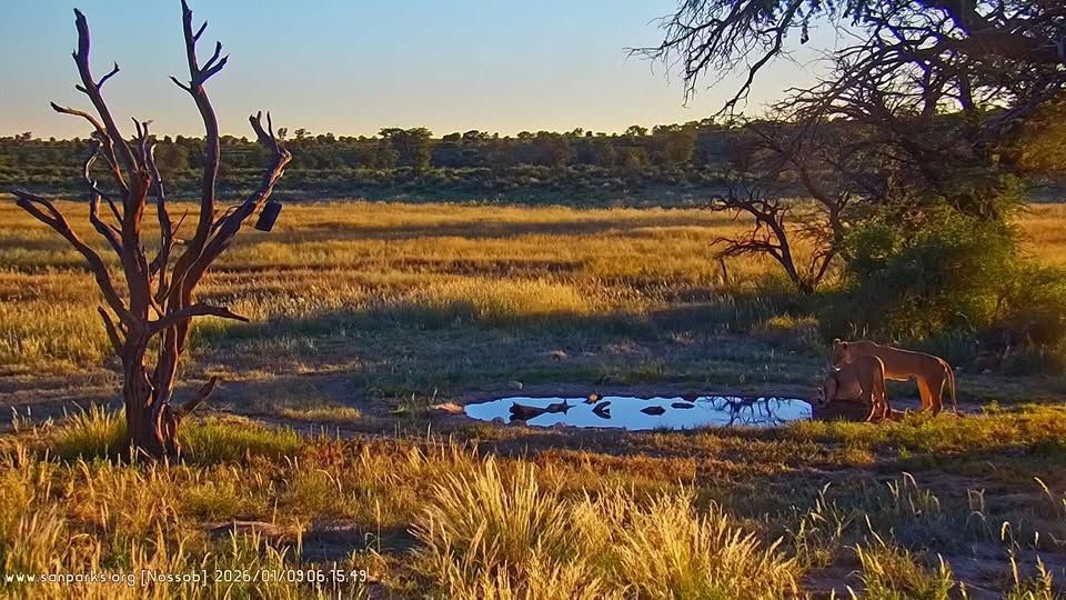 SANParks's tweet image. Webcam highlights. #LiveYourWild #WildBackyard