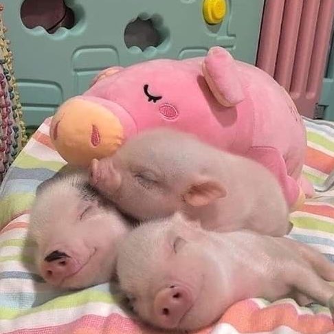 เจ๊เล็ก ꕤ* (@tiwxpliw) on Twitter photo 