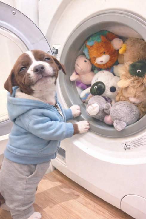 This Puppy Deserves a Million Likes 💙❤️😊🛒