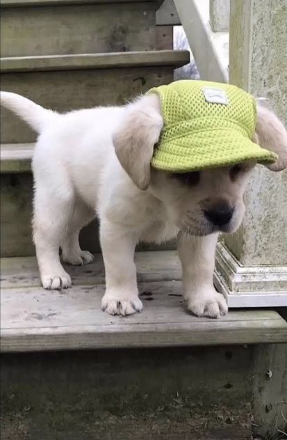 SiliGremlin's tweet image. Yeppp,,,, ready to go outside.,,