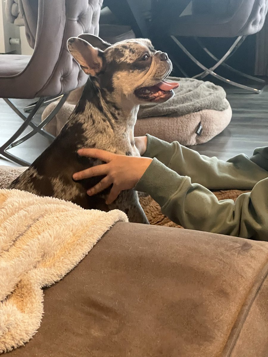 At the moment, the contractions have started 🤍
Champie is calm but clearly feeling them now.

We’re fully focused on her comfort and keeping everything peaceful and safe at home 🐾
This is a very intense and emotional moment for us.

We’ll share updates as things progress.
Thank