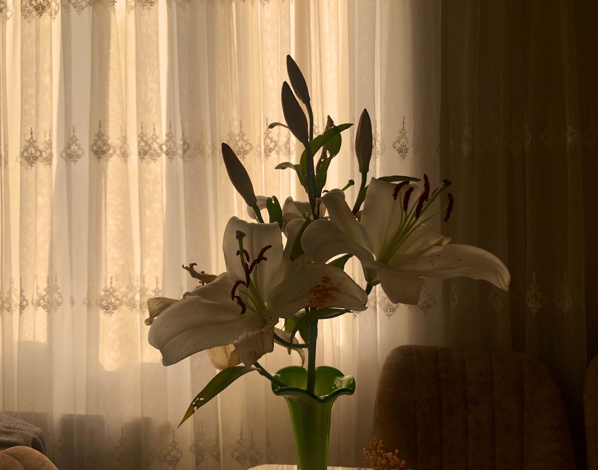 Lily ✮⋆˙ tweet media