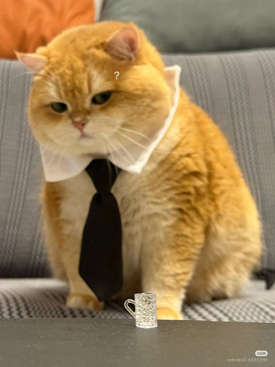 No Context Cats tweet media