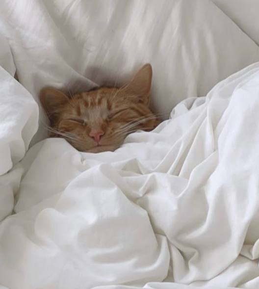 Dead Cat Bounce tweet media