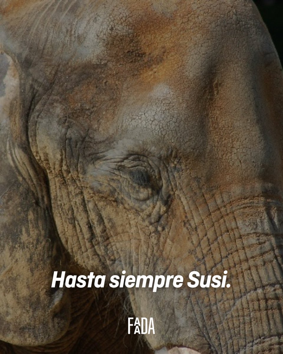 Ojalá pudiésemos haberte dado otra mejor vida🐘💔

Ahora por fin es libre y descansa en paz.