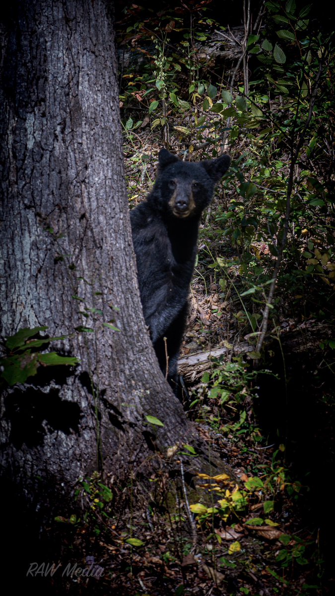 Black bear says what